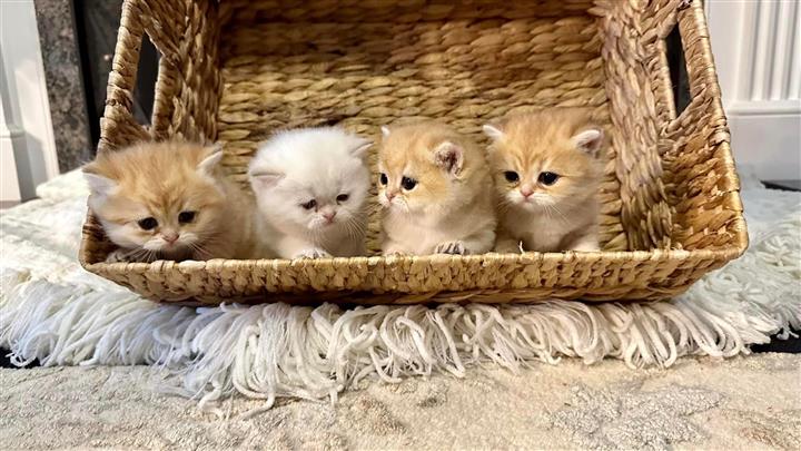 $375 : Telegram  kittens image 2