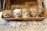 $375 : Telegram  kittens thumbnail