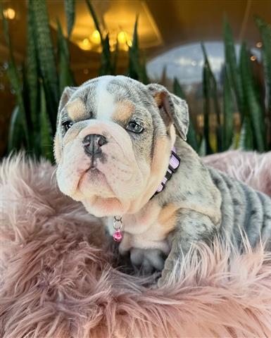 $350 : Cachorrita Bulldog Ingles Blue image 4