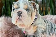 $350 : Cachorrita Bulldog Ingles Blue thumbnail