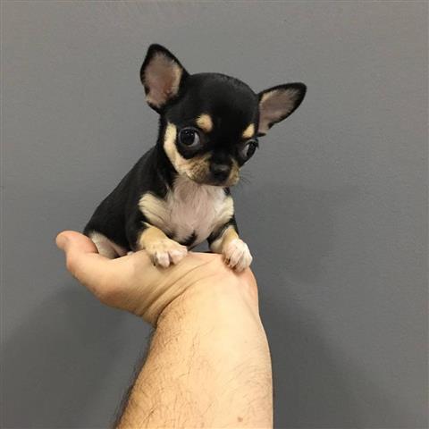 $250 : Teacup Chihuahua puppies image 9