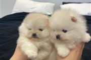 Pomerania en venta en Miami