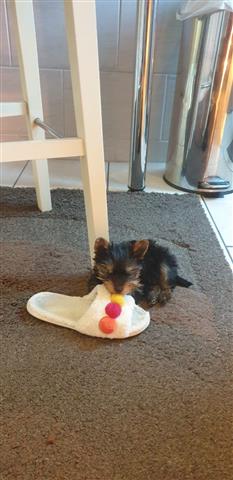 $550 : yorkie puppy for sell image 2