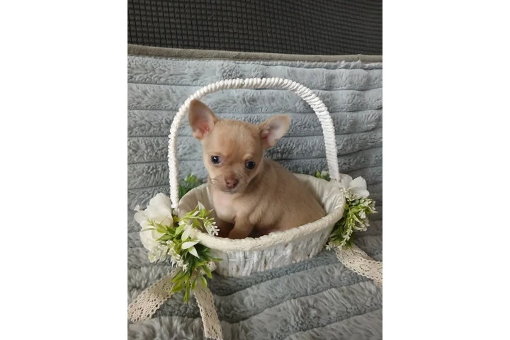 $400 : Adorable Chihuahua en Venta image 2