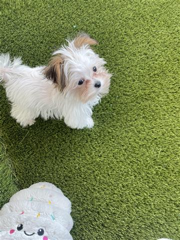 $700 : Shih Tzu image 5