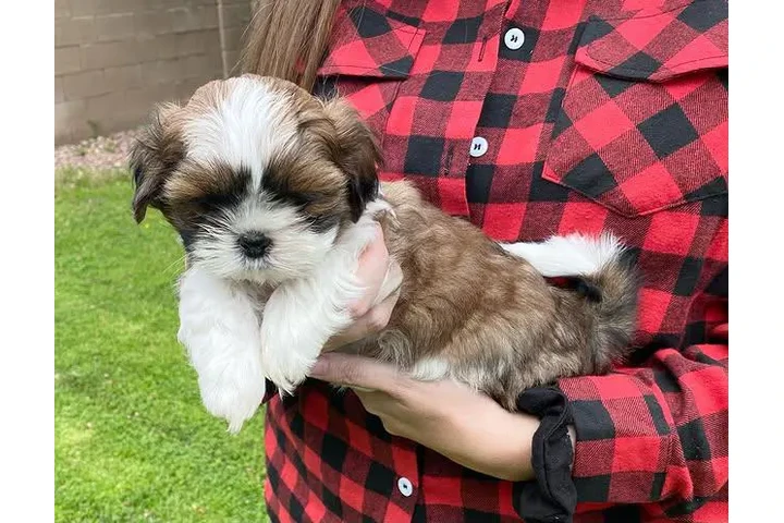 $300 : SHIH TZU for sale image 2