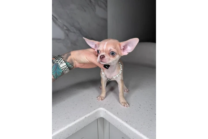 $250 : Teacup Chihuahua puppies image 7