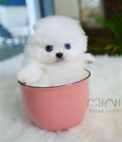 $250 : Pomeranian puppies for sale image 1