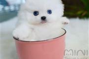 Pomeranian puppies for sale en Los Angeles