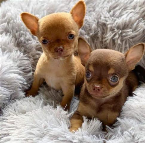 $300 : Chihuahuas En Venta CKC image 1