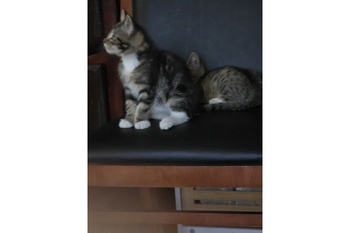 $10 : Free kittens image 5