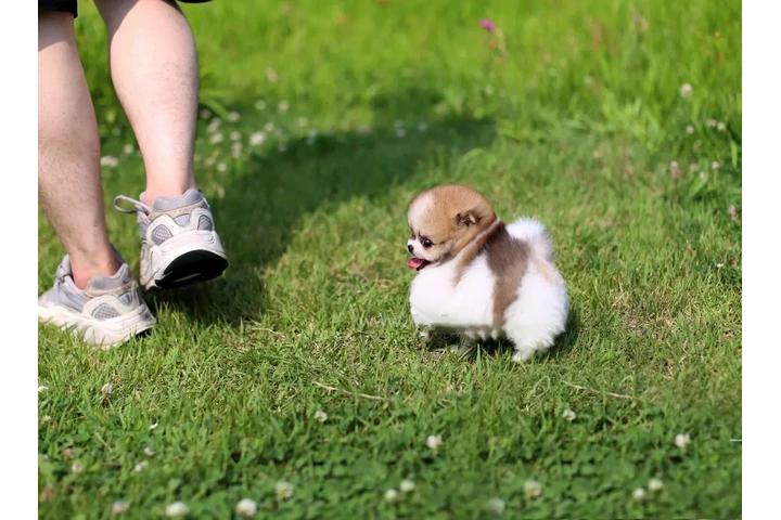 $350 : Micro Pomerania image 1