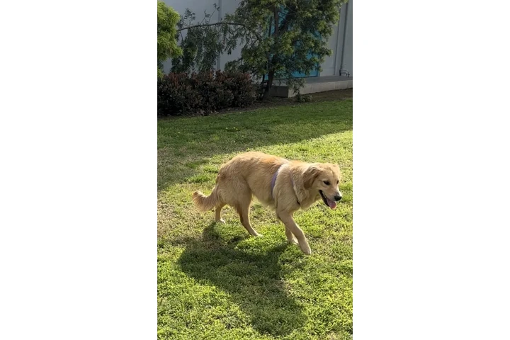 Golden retriever image 1