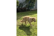 Golden retriever en Los Angeles