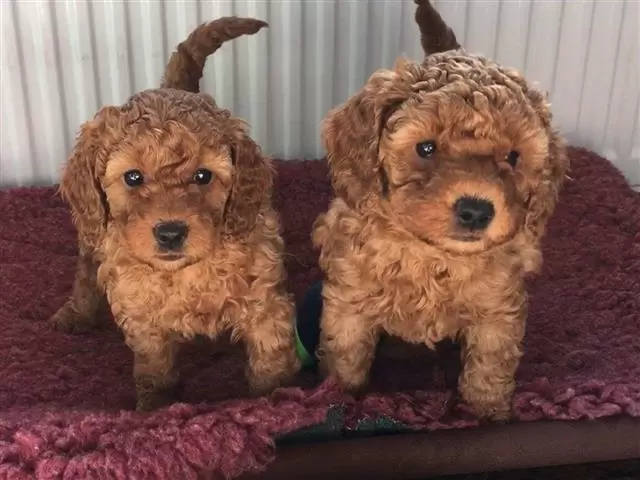 Amazing Cavapoo puppies image 2