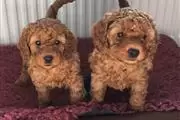 Amazing Cavapoo puppies thumbnail