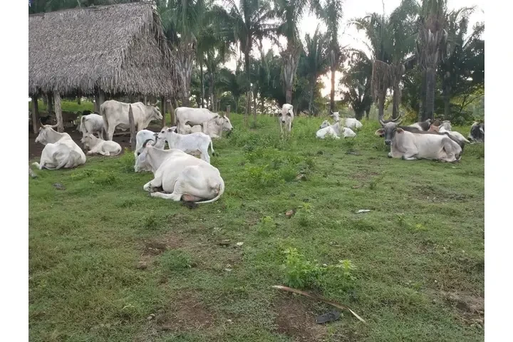 ¡SE VENDE ISLA EN VERACRUZ! image 8