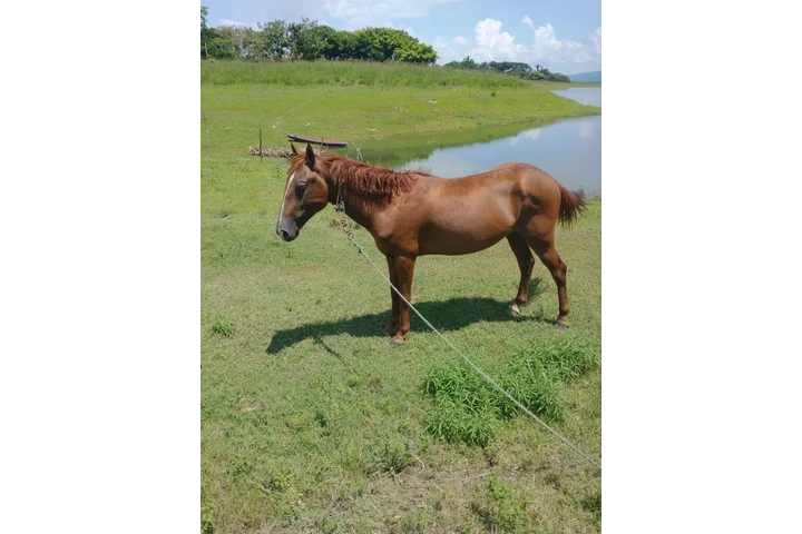 ¡SE VENDE ISLA EN VERACRUZ! image 3