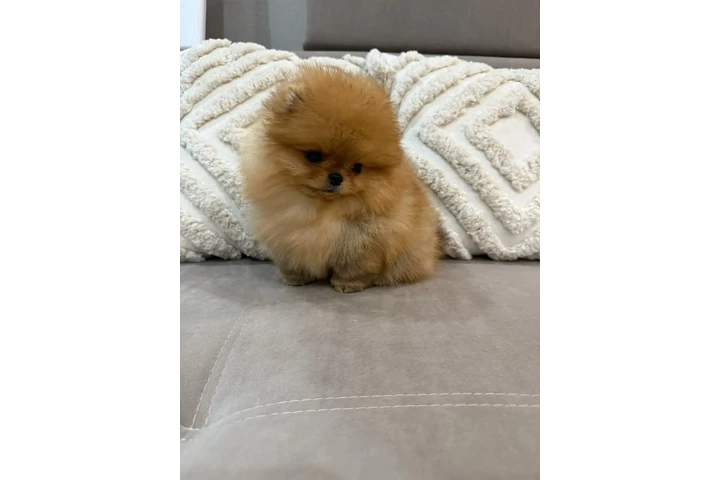$350 : Cachorro de Pomerania image 3