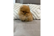 $350 : Cachorro de Pomerania thumbnail