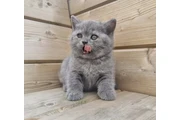 $240 : British Shorthair available thumbnail