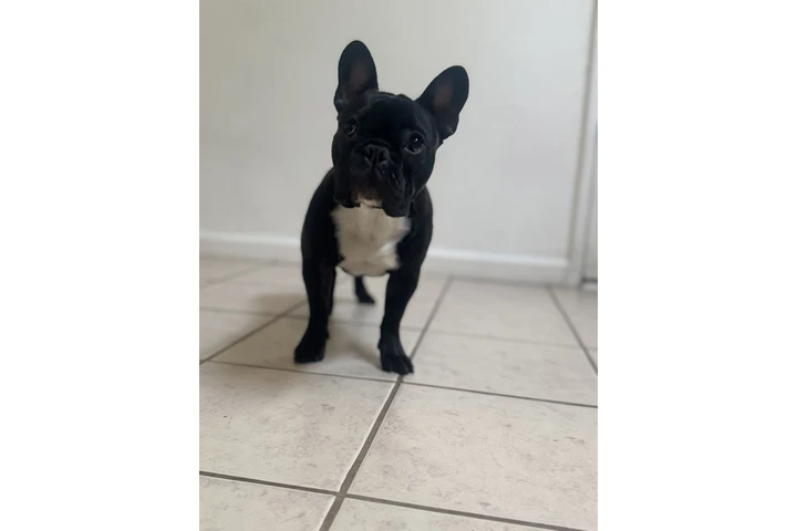 $600 : French Bulldog image 1