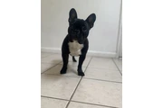 French Bulldog en Los Angeles