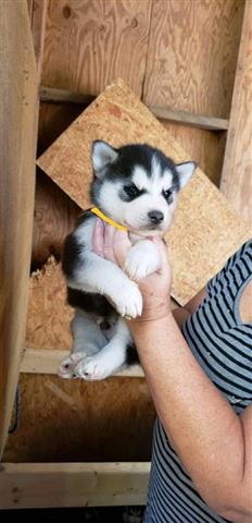 $600 : ❤️Siberian Husky Pup’s… Stunni image 3