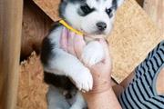 $600 : ❤️Siberian Husky Pup’s… Stunni thumbnail