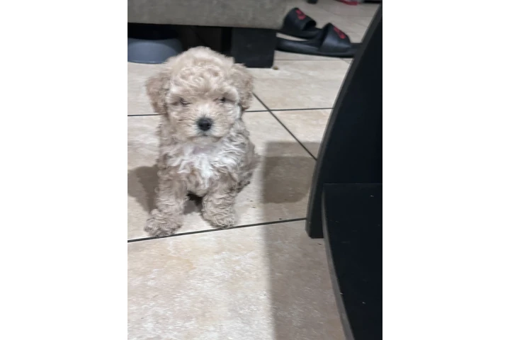 $500 : For sale Maltipoo image 1