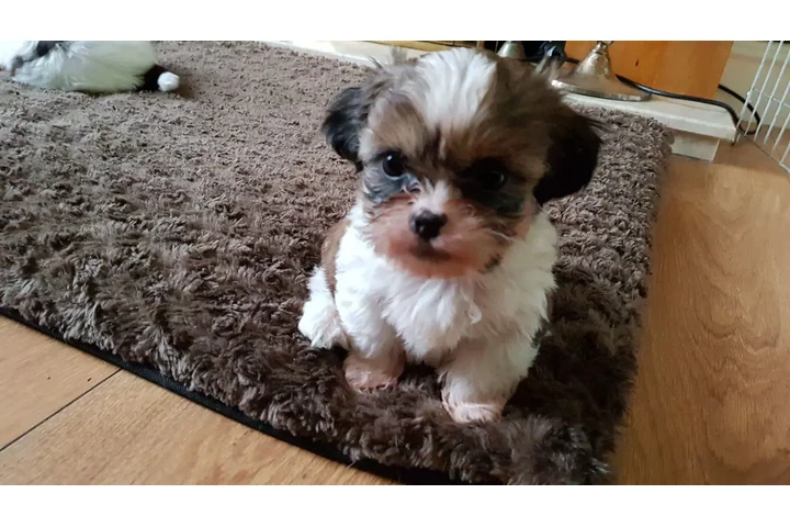 $1 : ¡Cachorros de Shih Tzu image 1