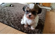 ¡Cachorros de Shih Tzu