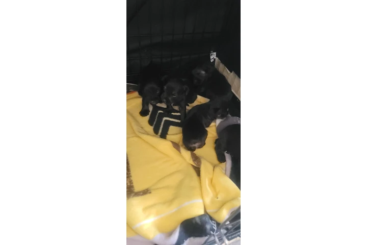 $500 : Schnauzer  disponibles image 1