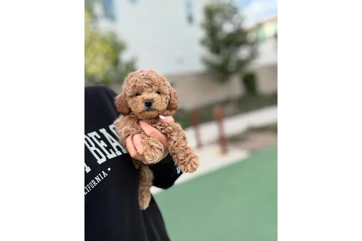 $350 : Caniche toy image 3