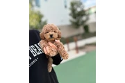 $350 : Caniche toy thumbnail