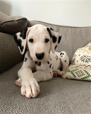 $400 : Dalmatian puppies for sale image 1