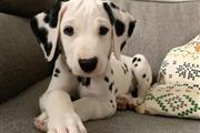 Dalmatian puppies for sale en Bronx
