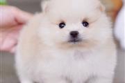 $350 : Pomerania en venta thumbnail