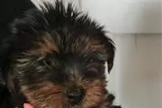 Cachorros raza yorkshire terri en Santa Fe
