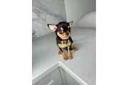 $250 : Chihuahua teacup puppies thumbnail