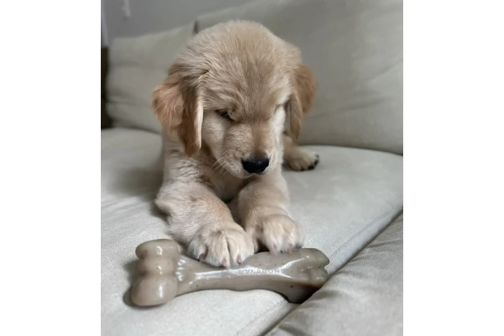 $380 : Golden Retriever for sale image 2