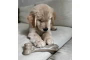 $380 : Golden Retriever for sale thumbnail