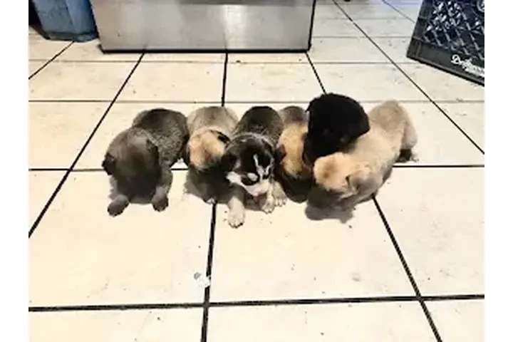$150 : 🐾 Cachorros en venta 🐾 image 2