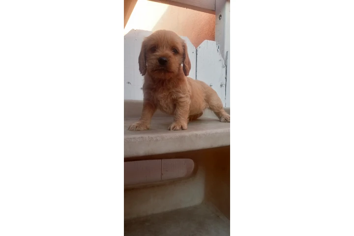 $250 : Cocker Spaniel Yorkie image 9