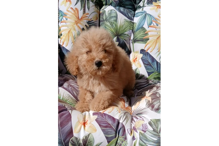 $550 : Maltypoo image 3