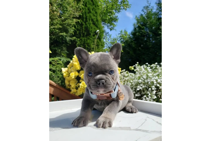 $500 : French bulldog puppies image 2