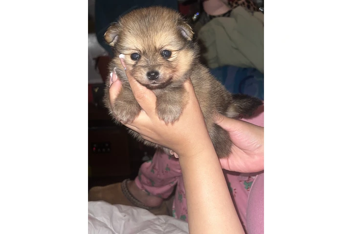 $750 : Pomeranian tea cup image 2