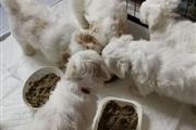 Cute Maltese Puppies For Sale en Silver Spring