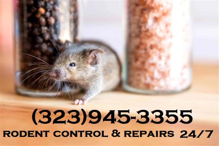 Pest Control Orange County image 3