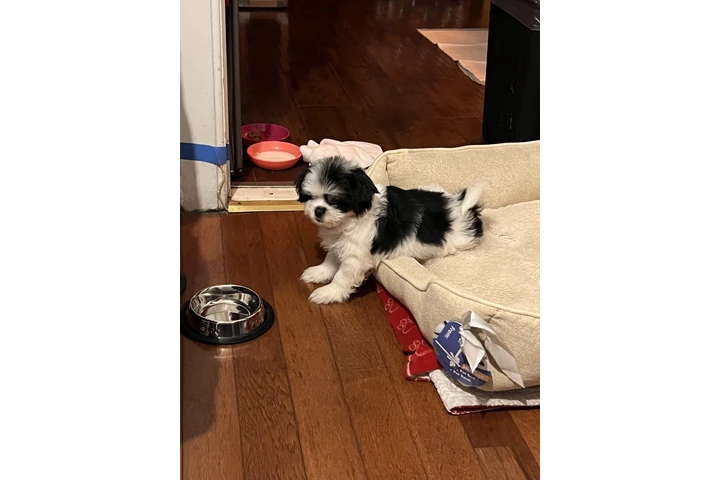 $600 : Perrita shitzu image 6